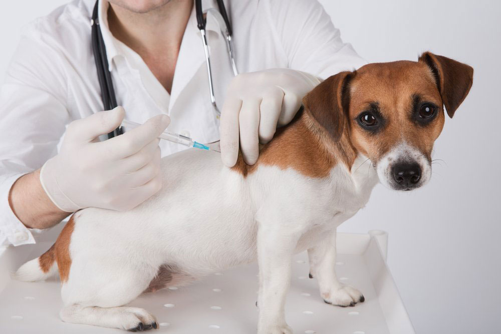 Rabies | Veterinarian in Littleton, CO | Southwest Veterinary Hospital, PC